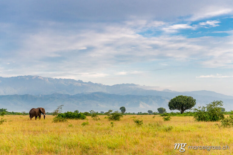 Uganda Bilder. African Elephant (Loxodonta africana) in front of Ruwenzori Mountains in Queen Elizabeth National Park. Marcel Gross Photography