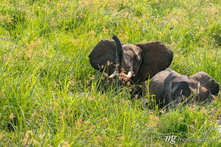 Uganda Bilder. two elephants in the swamp of nile in Murchison Falls, Uganda. Marcel Gross Photography
