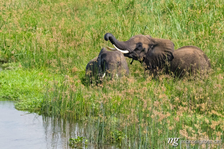 Uganda Bilder. Elephants in the Nile swamps  in Murchison Falls National Park, Uganda. Marcel Gross Photography