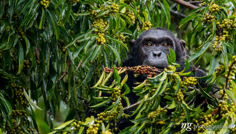 Uganda Bilder. portrait of a Chimpanzee in Uganda's Kibale Forest National Park feeding on a fig tree. Marcel Gross Photography