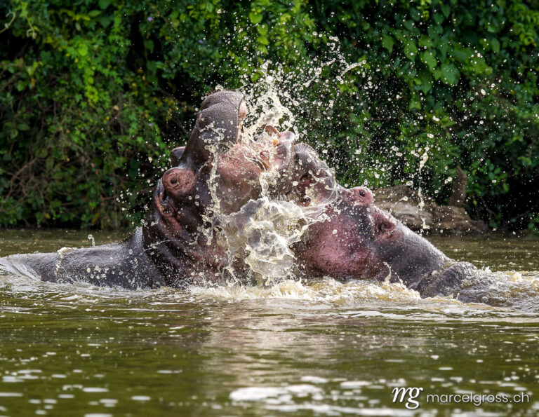Uganda pictures. two fighting hippos over their hierarchy in Lake Mburo National Park, Uganda. Marcel Gross Photography