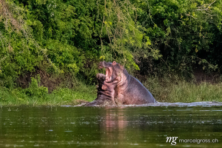 Uganda pictures. Two fighting hippos in Lake Mburo National Park. Marcel Gross Photography