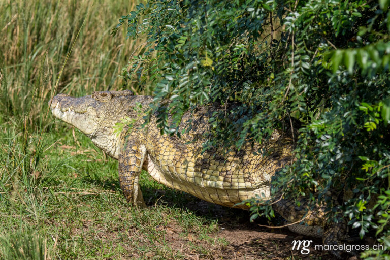 Uganda Bilder. giant nile crocodile in Murchison Falls National Park, Uganda. Marcel Gross Photography