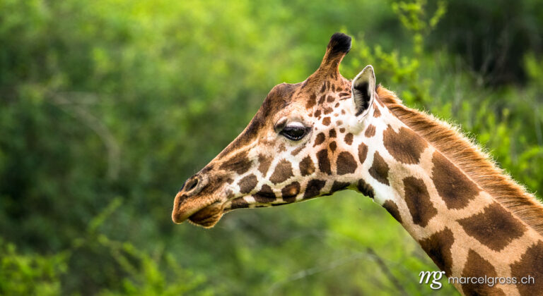Uganda pictures. Portrait of a Rothschild's giraffe in Lake Mburo National Park, Uganda. Marcel Gross Photography