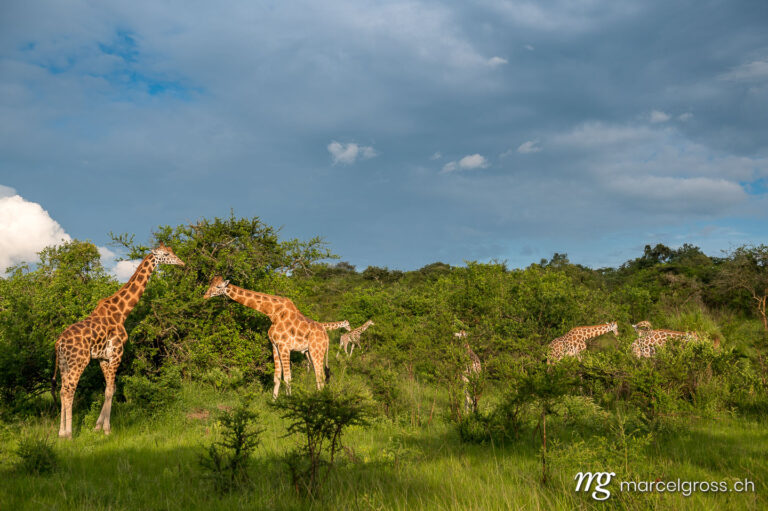 Uganda pictures. Giraffes in the savannah of Lake Mburo National Park, Uganda. Marcel Gross Photography