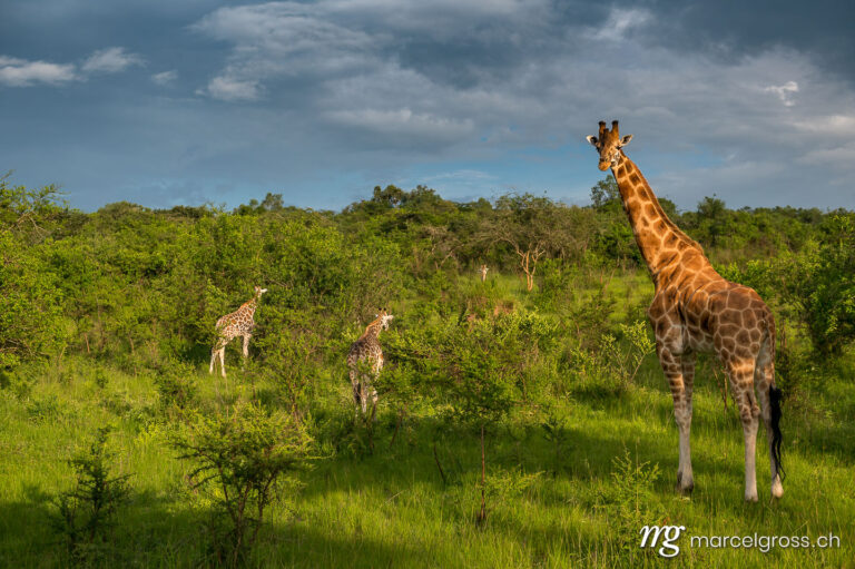 Uganda pictures. Giraffes in the savannah of Lake Mburo National Park, Uganda. Marcel Gross Photography