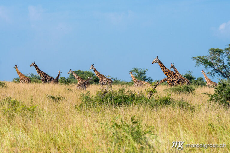 Uganda pictures. Big group of giraffes in the savannah in Murchison Falls National Park, Uganda. Marcel Gross Photography