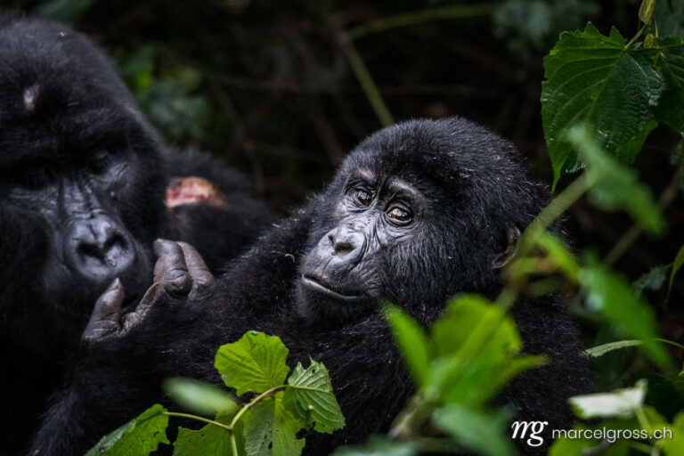 Uganda Bilder. young male mountain gorilla in Bwindi Impenetrable National Park. Marcel Gross Photography
