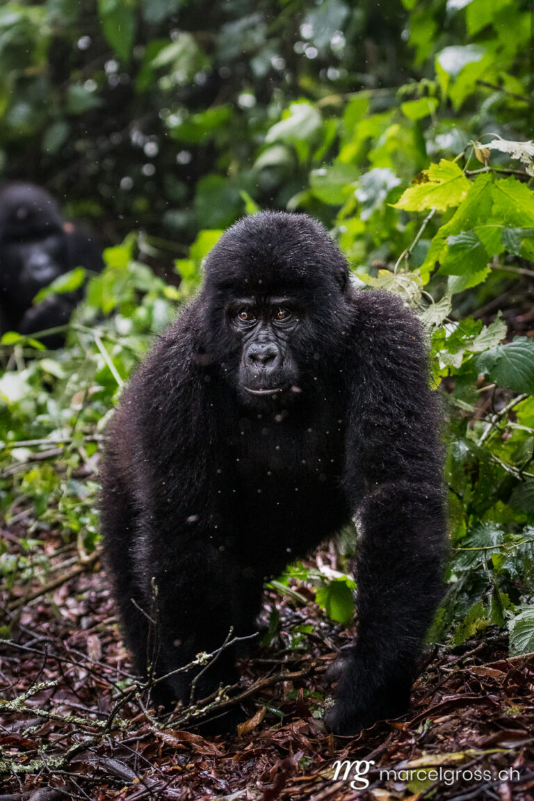 Uganda Bilder. young gorilla in the misty cloud forest of Bwindi Impenetrable National Park. Marcel Gross Photography