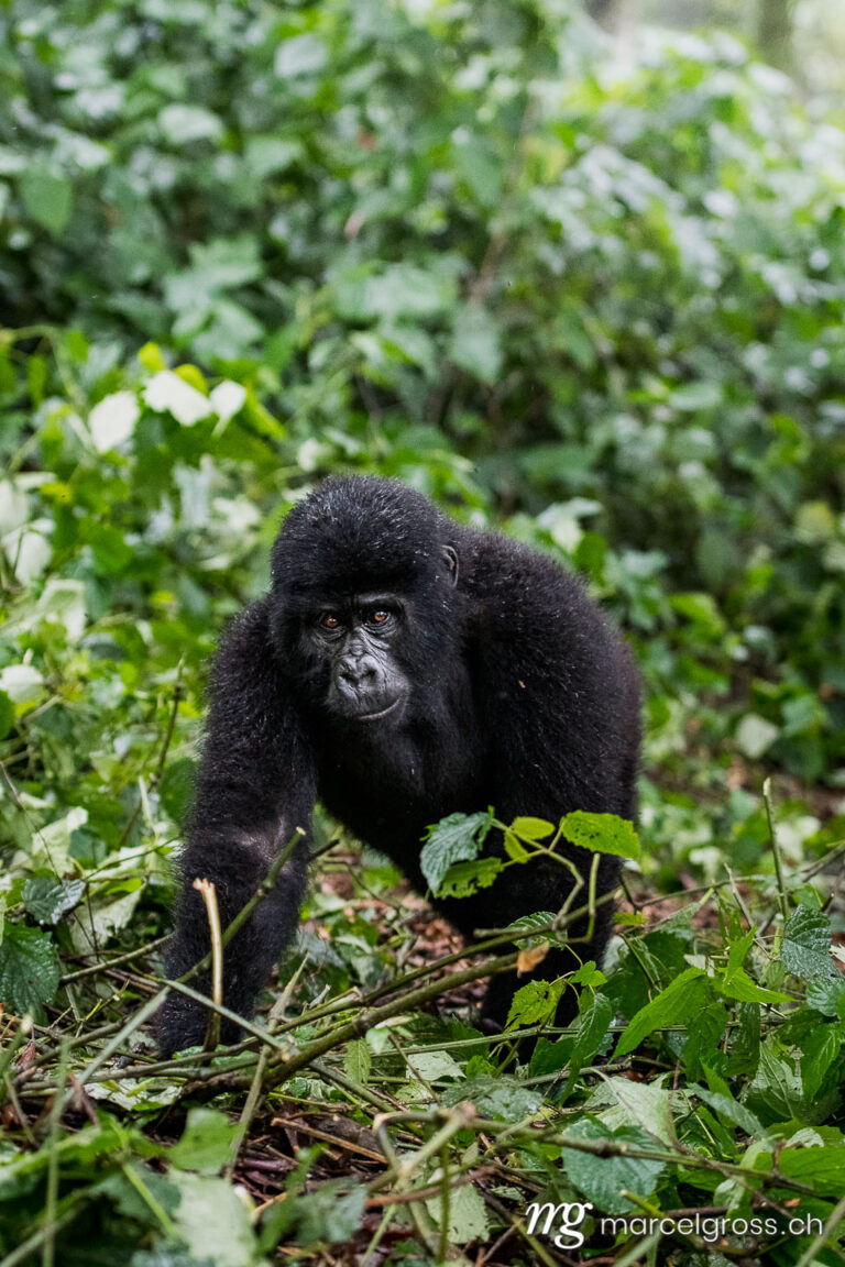 Uganda pictures. Young male mountain gorilla in Bwindi Impenetrable National Park. Marcel Gross Photography