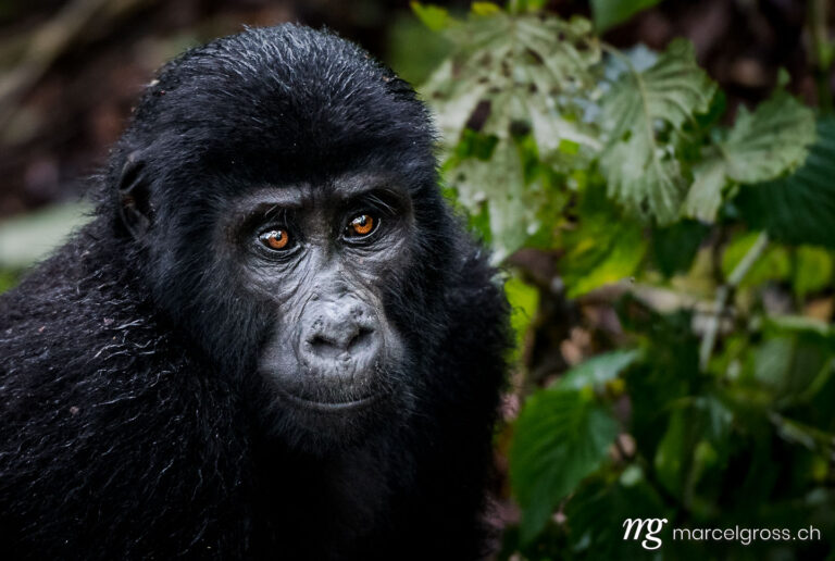 Uganda Bilder. portrait of a young gorilla in Bwindi Impenetrable National Park, Uganda. Marcel Gross Photography