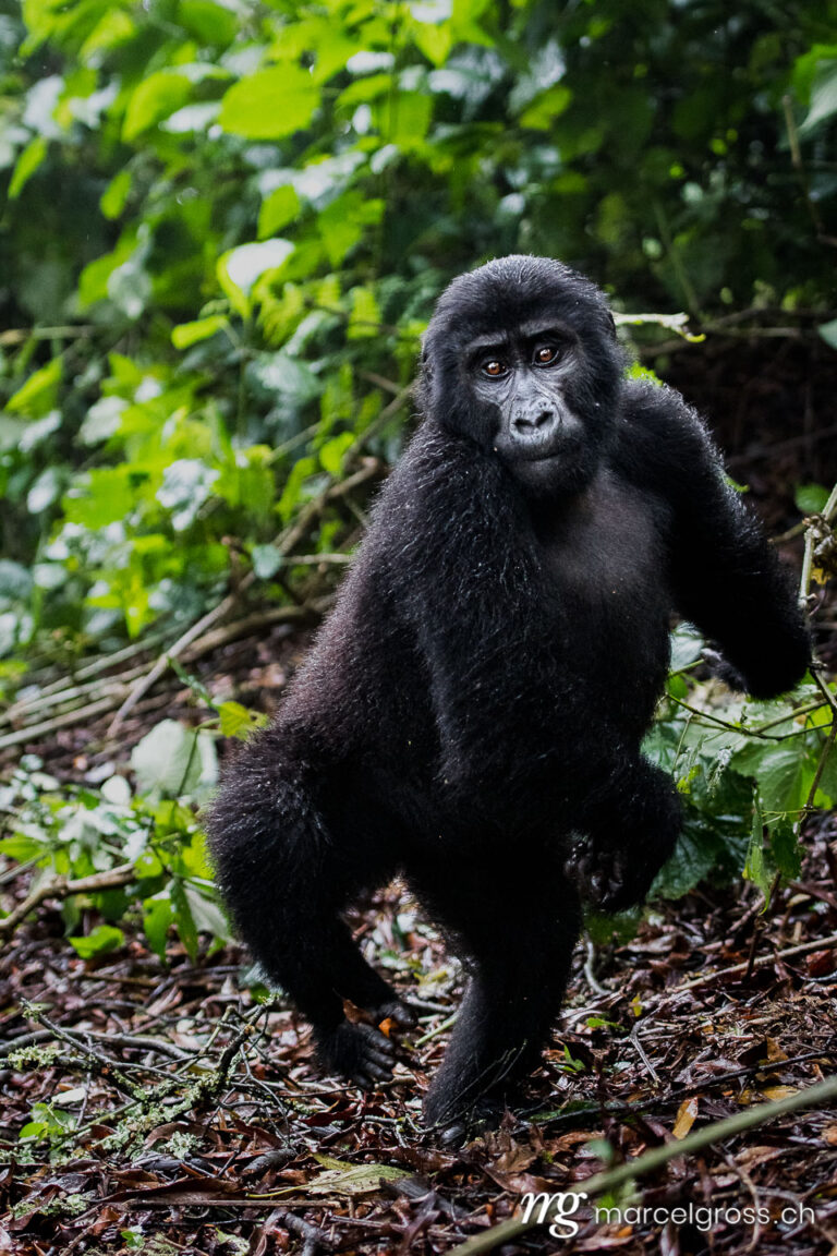 Uganda pictures. Upright walking young gorilla in Bwindi Impenetrable National Park, Uganda. Marcel Gross Photography