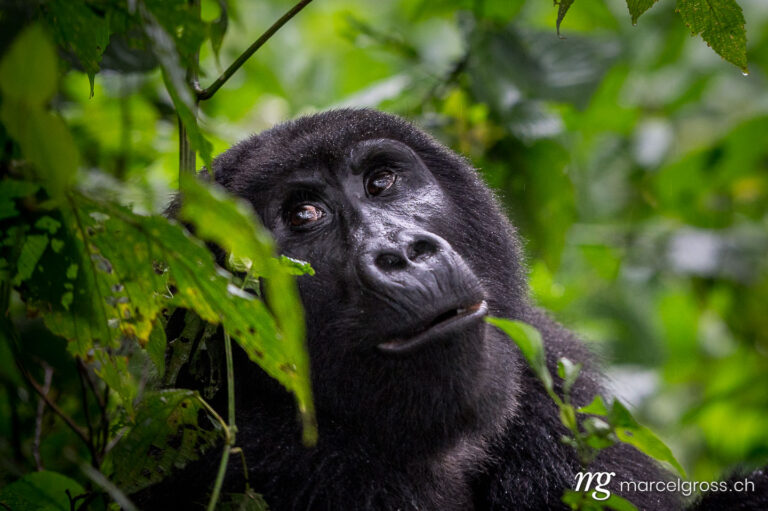 Uganda pictures. Portrait of a black back gorilla in the misty cloud forest of Bwindi Impenetrable National Park. Marcel Gross Photography