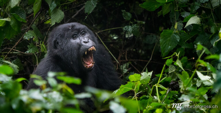 Uganda pictures. Portrait of dangerously looking, yawning blackback gorilla in the misty cloud forest of Bwindi Impenetrable National Park. Marcel Gross Photography
