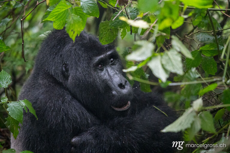 Uganda pictures. Silverback gorilla in the jungle of Bwindi Impenetrable National Park. Marcel Gross Photography