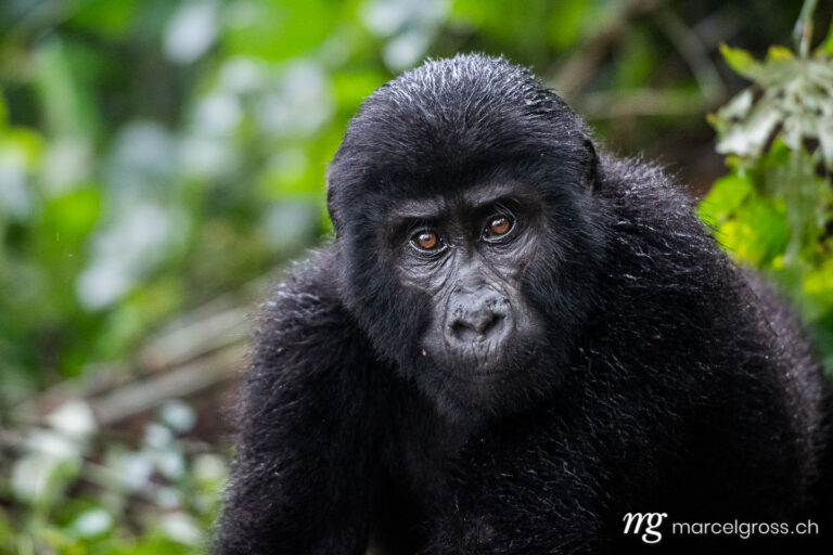 Uganda Bilder. portrait of a young gorilla in the misty cloud forest of Bwindi Impenetrable National Park. Marcel Gross Photography