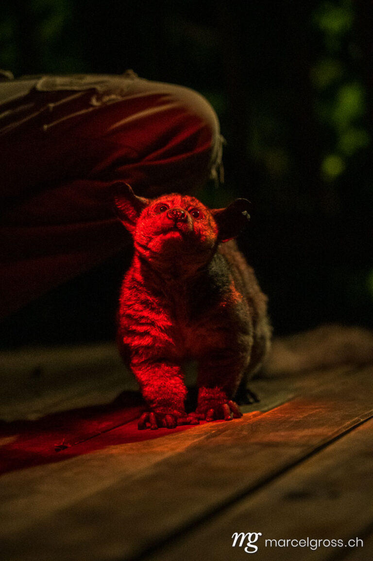 Uganda pictures. nocturnal greater galago at night in Lake Mburo National Park, Uganda. Marcel Gross Photography