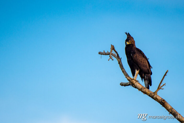 Uganda Bilder. hawk on tree in Ishasha Sector of Queen Elizabeth National Park. Marcel Gross Photography