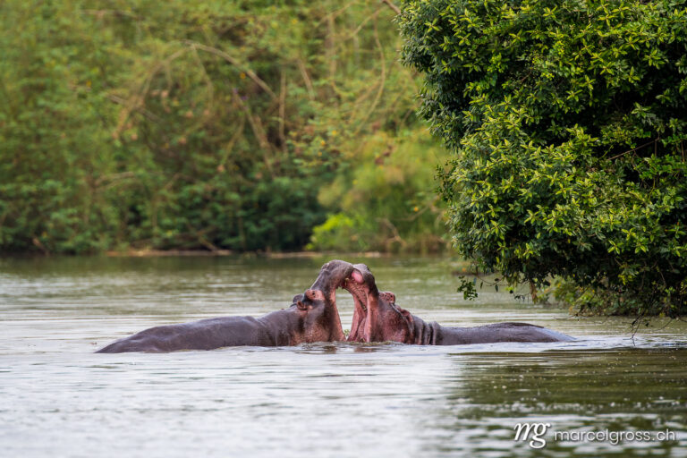Uganda pictures. Hippos fighting in Lake Mburo National Park, Uganda. Marcel Gross Photography