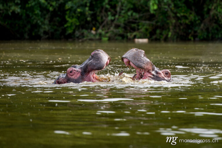 Uganda Bilder. two fighting hippos in Lake Mburo National Park, Uganda, by comparing the size of their mouths they find out who is bigger and therefore higher in the social ranking. Marcel Gross Photography