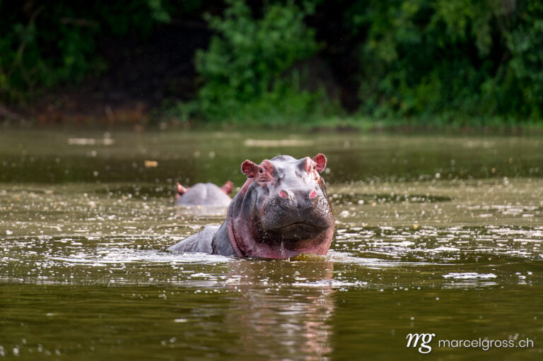 Uganda Bilder. curious hippopotamous in Lake Mburo National Park, Uganda. Marcel Gross Photography