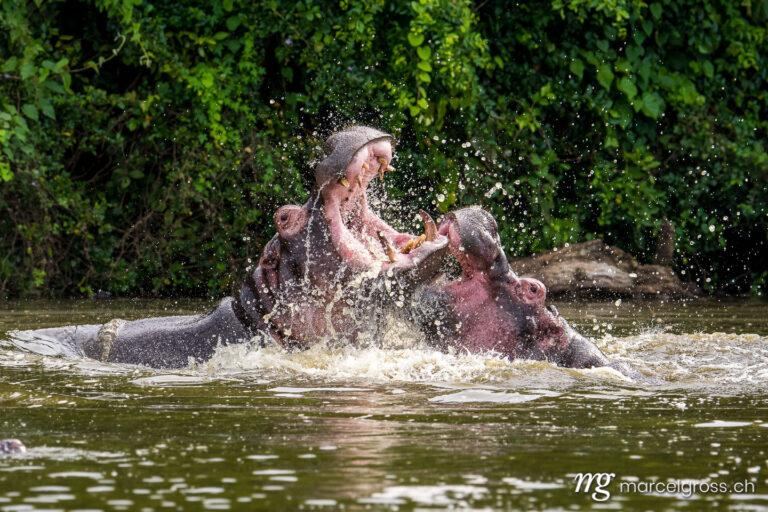 Uganda Bilder. two fighting hippos over their hierarchy in Lake Mburo National Park, Uganda. Marcel Gross Photography