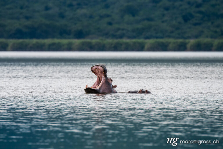Uganda pictures. Hippo with open mouth in the water of Lake Mburo National Park, Uganda. Marcel Gross Photography
