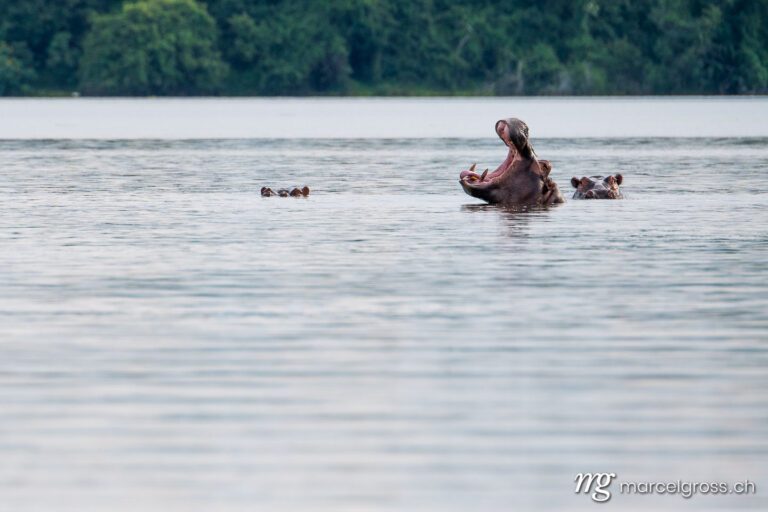Uganda pictures. yawning hippo in Lake Mburo National Park, Uganda. Marcel Gross Photography