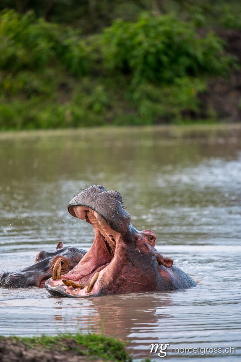 Uganda pictures. yawning hippo in Lake Mburo National Park, Uganda. Marcel Gross Photography