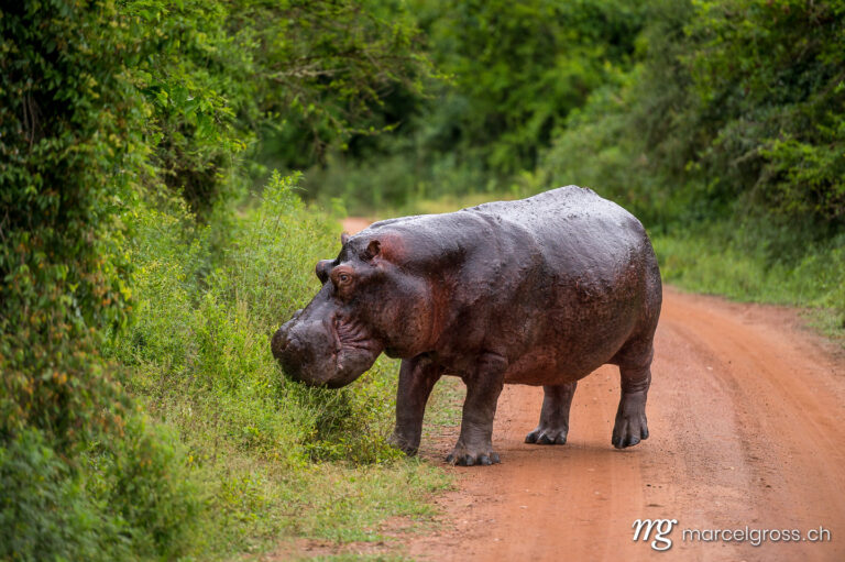 Uganda Bilder. giant hippo bull walking on the road. Marcel Gross Photography