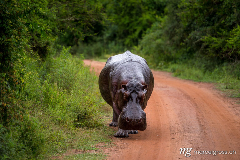Uganda pictures. giant hippo bull walking on the road. Marcel Gross Photography