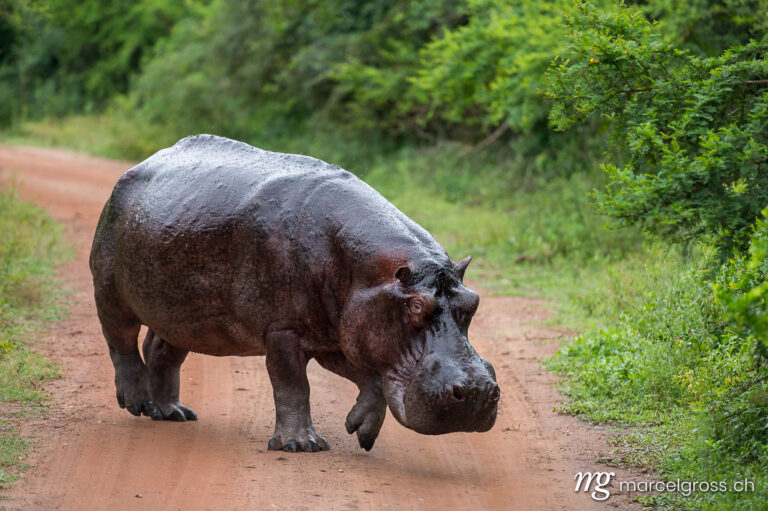 Uganda Bilder. giant hippo bull walking on the road. Marcel Gross Photography