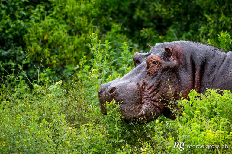 Uganda pictures. portrait of a giant hippo bull in a bush. Marcel Gross Photography