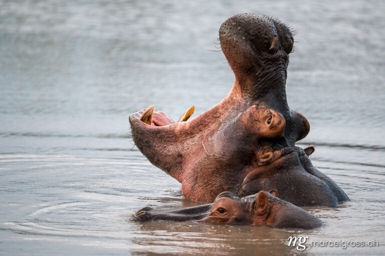 Uganda pictures. Yawning hippo in Lake Mburo National Park. Marcel Gross Photography