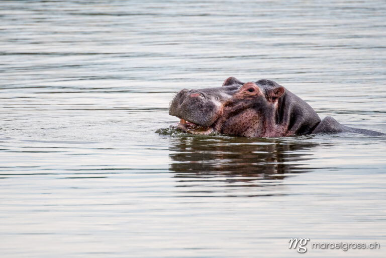 Uganda Bilder. portrait of a hippo in Lake Mburo National Park, Uganda. Marcel Gross Photography