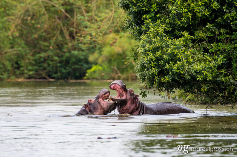 Uganda Bilder. two fighting hippos in Lake Mburo National Park. Marcel Gross Photography