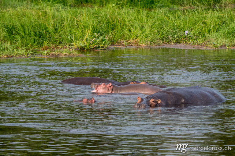 Uganda Bilder. group of hippopotamus with a smiling baby hippo in Victoria Nile at Murchison Falls National Park, Uganda. Marcel Gross Photography