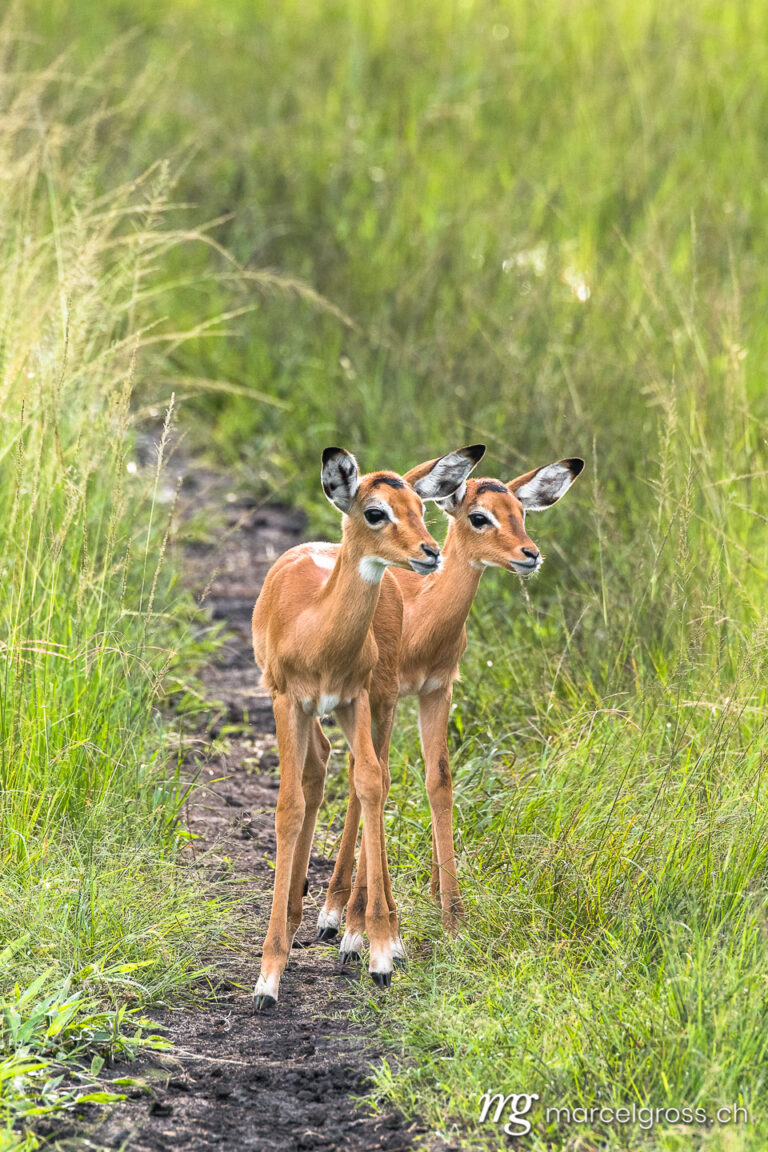 Uganda pictures. two baby impalas in Lake Mburo National Park, Uganda. Marcel Gross Photography