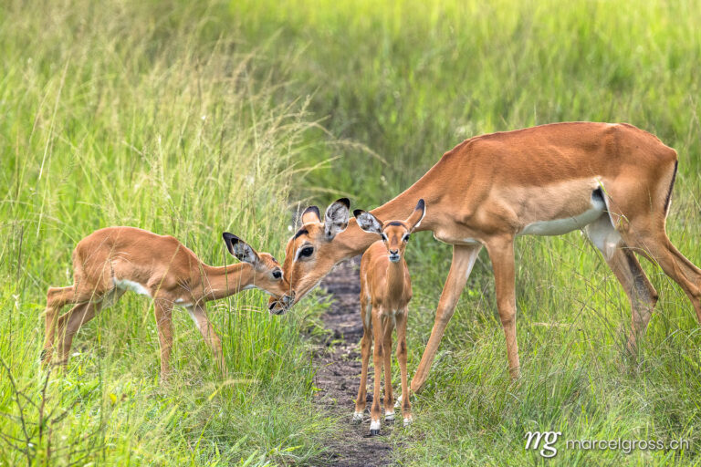 Uganda pictures. Impala mother with two fawns in the savannah of Lake Mburo National Park, Uganda. Marcel Gross Photography