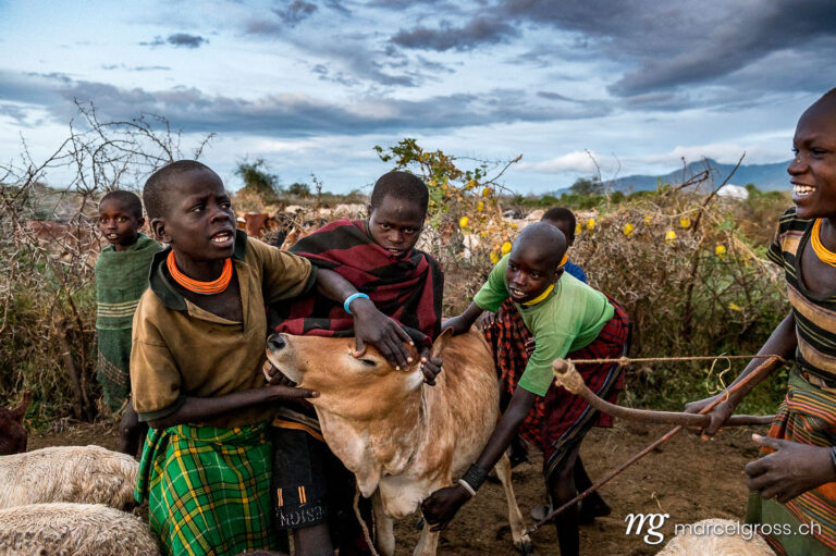 Uganda Bilder. karamojong children holding a cow to harvest a liter of blood from her in the remote Karamoja Region of Uganda. Marcel Gross Photography