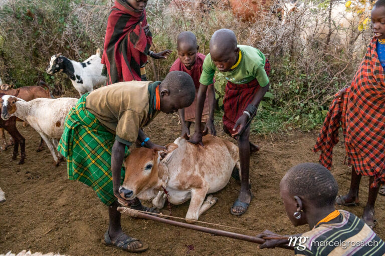 Uganda pictures. Karamojong children demonstrating their traditional blood harvesting on a cow in remote Karamoja, Northern Uganda. Marcel Gross Photography