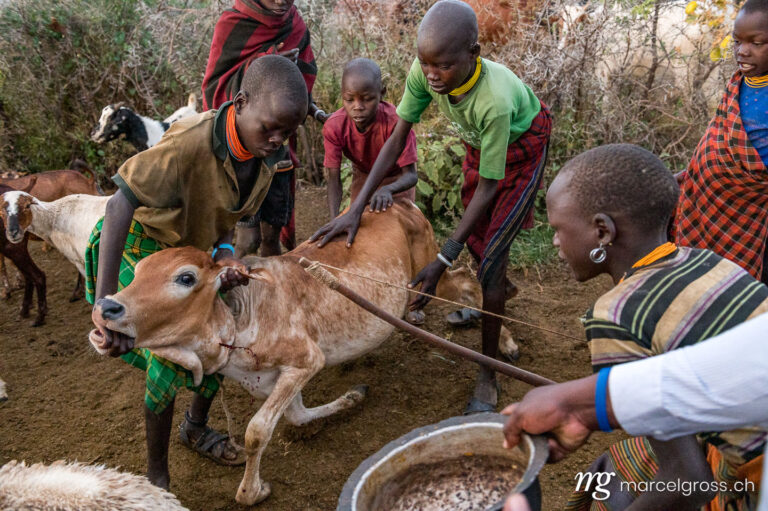 Uganda pictures. saroi procedure (blood taking) from a cow by children of the karamajong tribe in the remote Karamojong Region of Uganda. Marcel Gross Photography