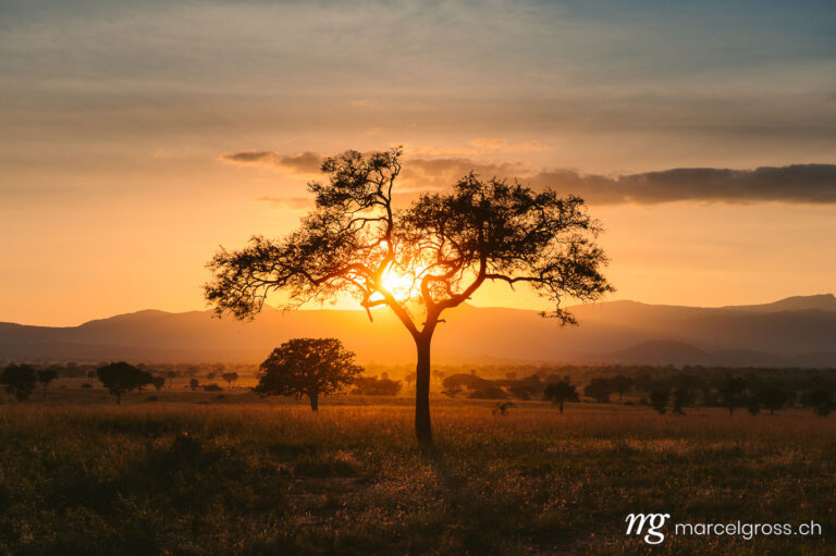 Uganda Bilder. typical african sunset scene with a tree in Kidepo Valley National Park. Marcel Gross Photography