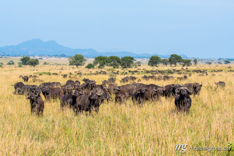 Uganda pictures. big group of cape buffalos in Kidepo Valley National Park, Uganda. Marcel Gross Photography