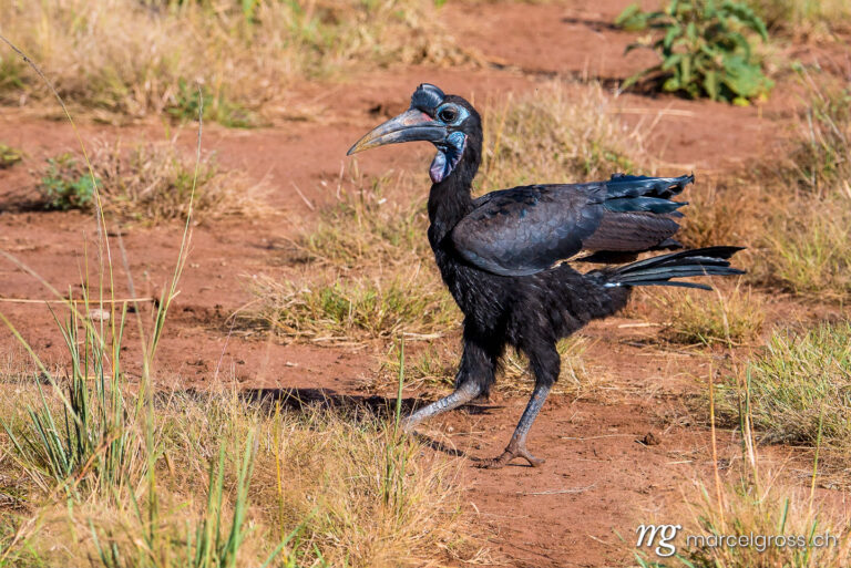 Uganda Bilder. ground hornbill in Murchison Falls, Uganda. Marcel Gross Photography