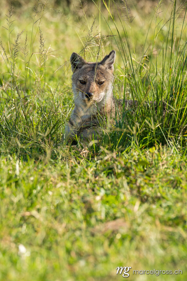 Uganda pictures. side-striped jackal (Canis adustus) in Kidepo Valley National Park. Marcel Gross Photography