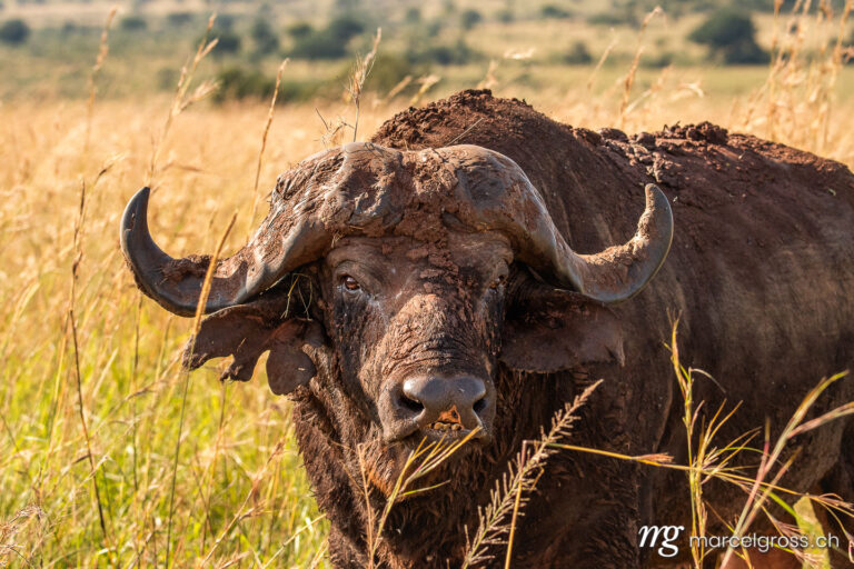 Uganda pictures. portrait of a muddy old cape buffalo in Kidepo Valley National Park, Uganda. Marcel Gross Photography