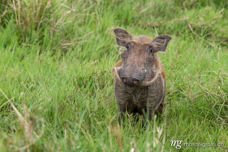 Uganda pictures. Pumba the cute wardhog in Kidepo Valley National Park, Uganda. Marcel Gross Photography