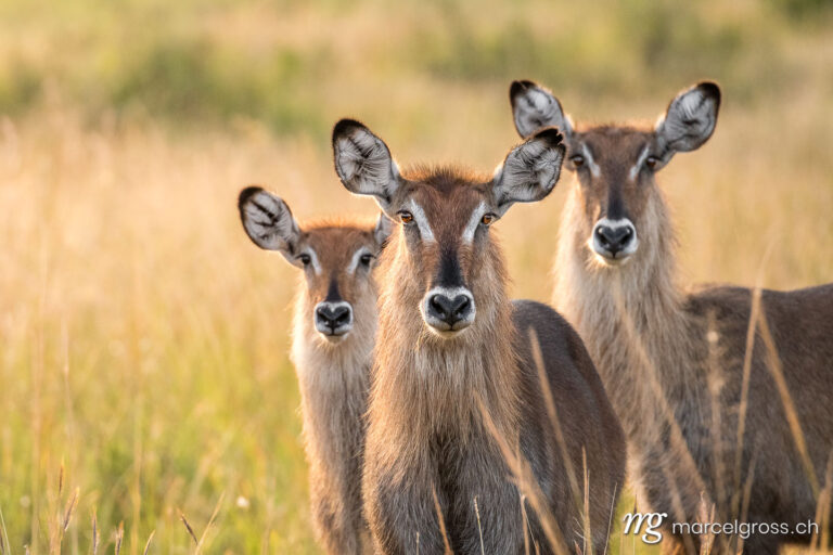 Uganda pictures. three curious waterbucks in Kidepo Valley National Park, Uganda. Marcel Gross Photography