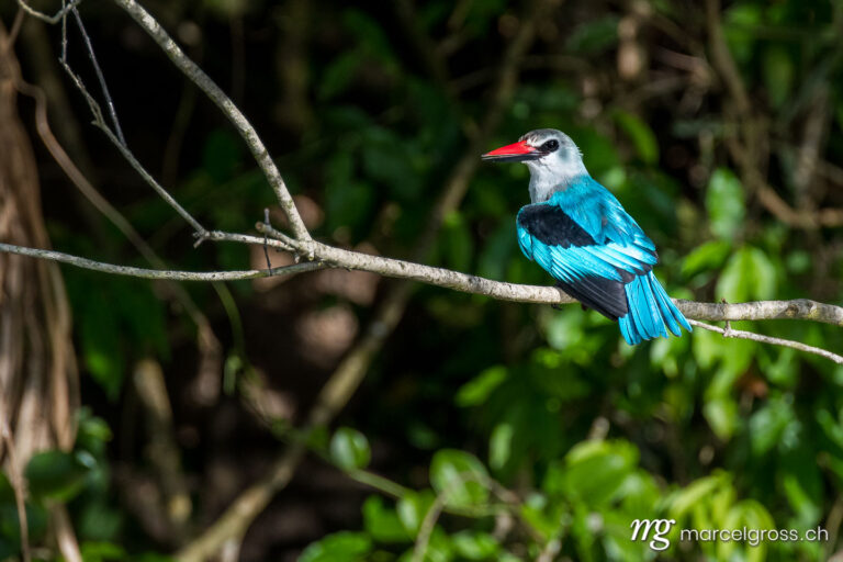 Uganda Bilder. beautiful kingfisher at Kazinga Channel in Queen Elizabeth National Park, Uganda. Marcel Gross Photography
